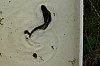 IMGP3173-salamander zwemt.JPG